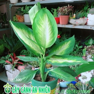 Cây Vạn Niên Thanh