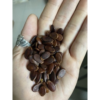 Hạt Dưa Hạt bí không màu loại 1 Hùng Ký