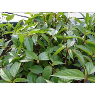 10g Hạt giống Rau Đay đỏ