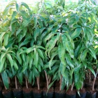 bầu cây xoài thái cây đẹp.