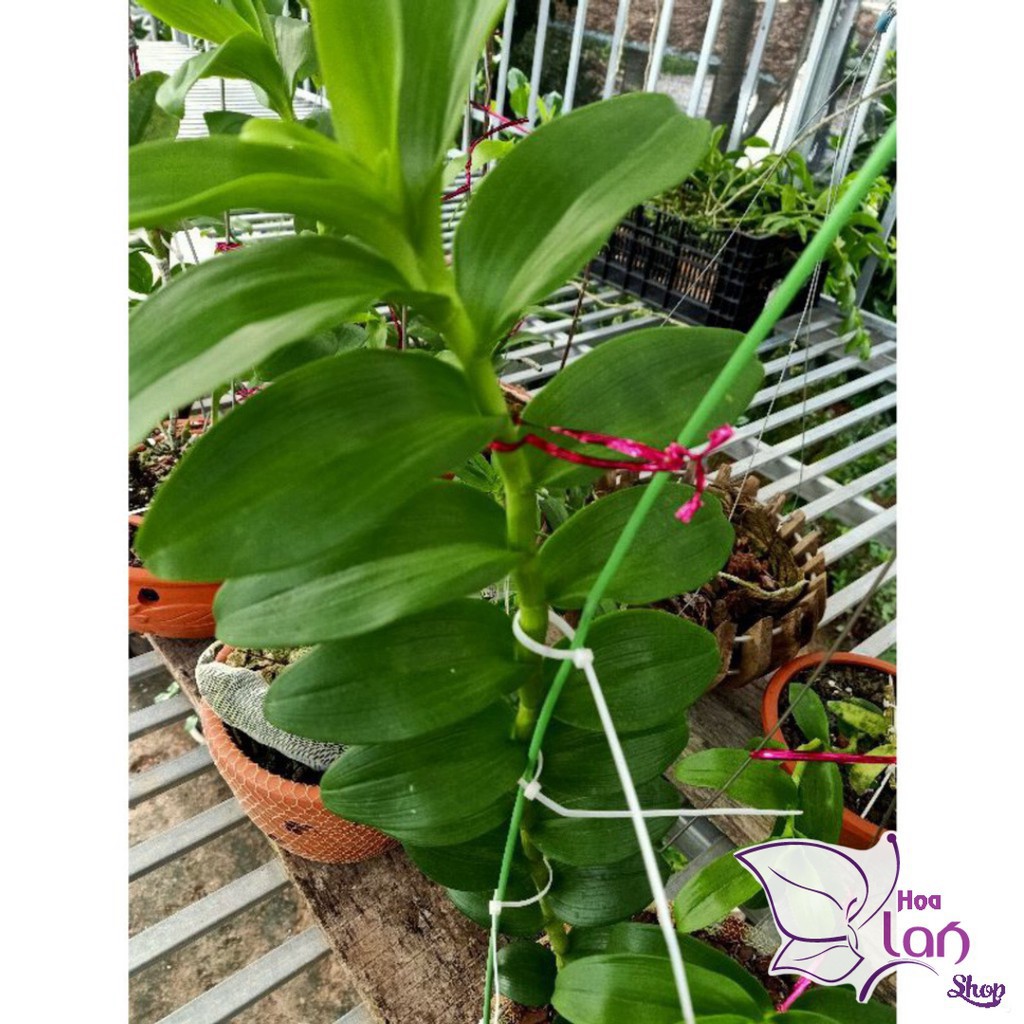 Lan Phi Điệp 🍀FREESHIP🍀 Mít Văn Sơn