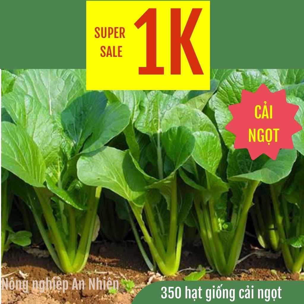 350 Hạt giống cải ngọt cọng xanh nảy mầm 100%