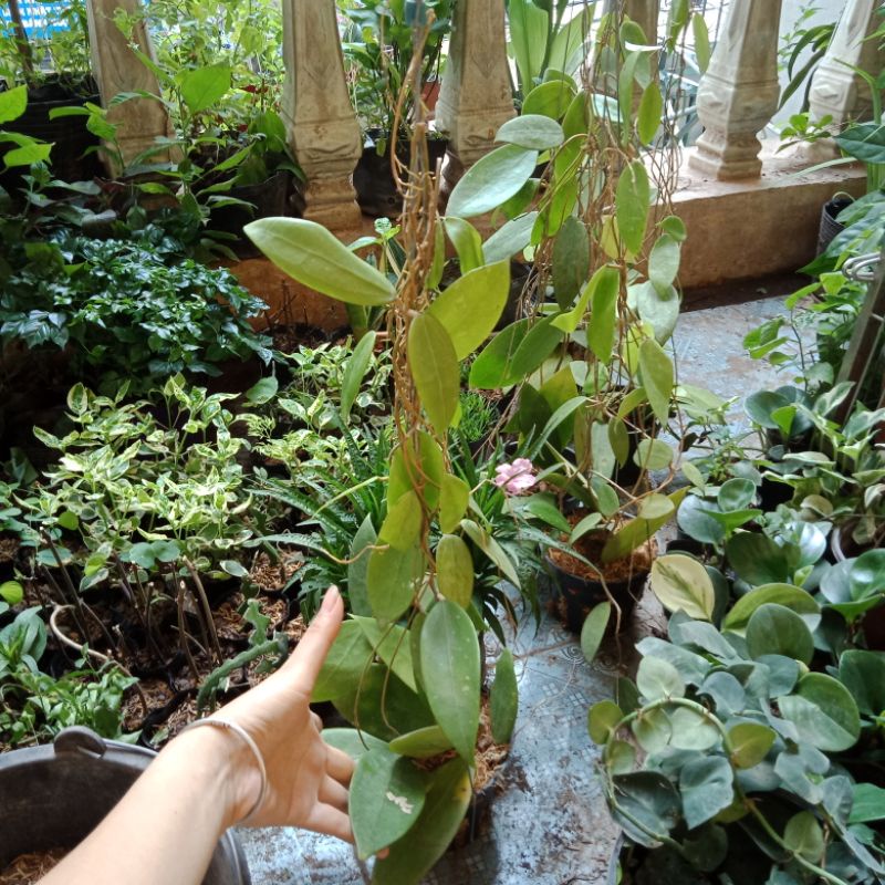 Chậu cây cẩm cù rừng