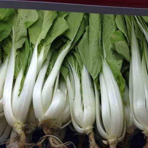 20gram HẠT GIỐNG CẢI BẸ TRẮNG