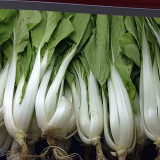 20gram HẠT GIỐNG CẢI BẸ TRẮNG