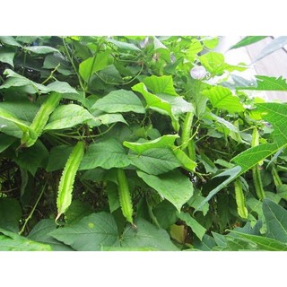 Hạt giống đầu rồng dễ trồng