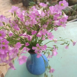 củ hoa may mắn ba lá,chua me đất