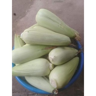 Hạt giống Ngô Nếp  - 100g