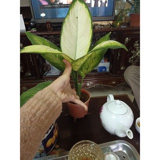 Giá gốc-cây vạn niên thanh lá trắng
