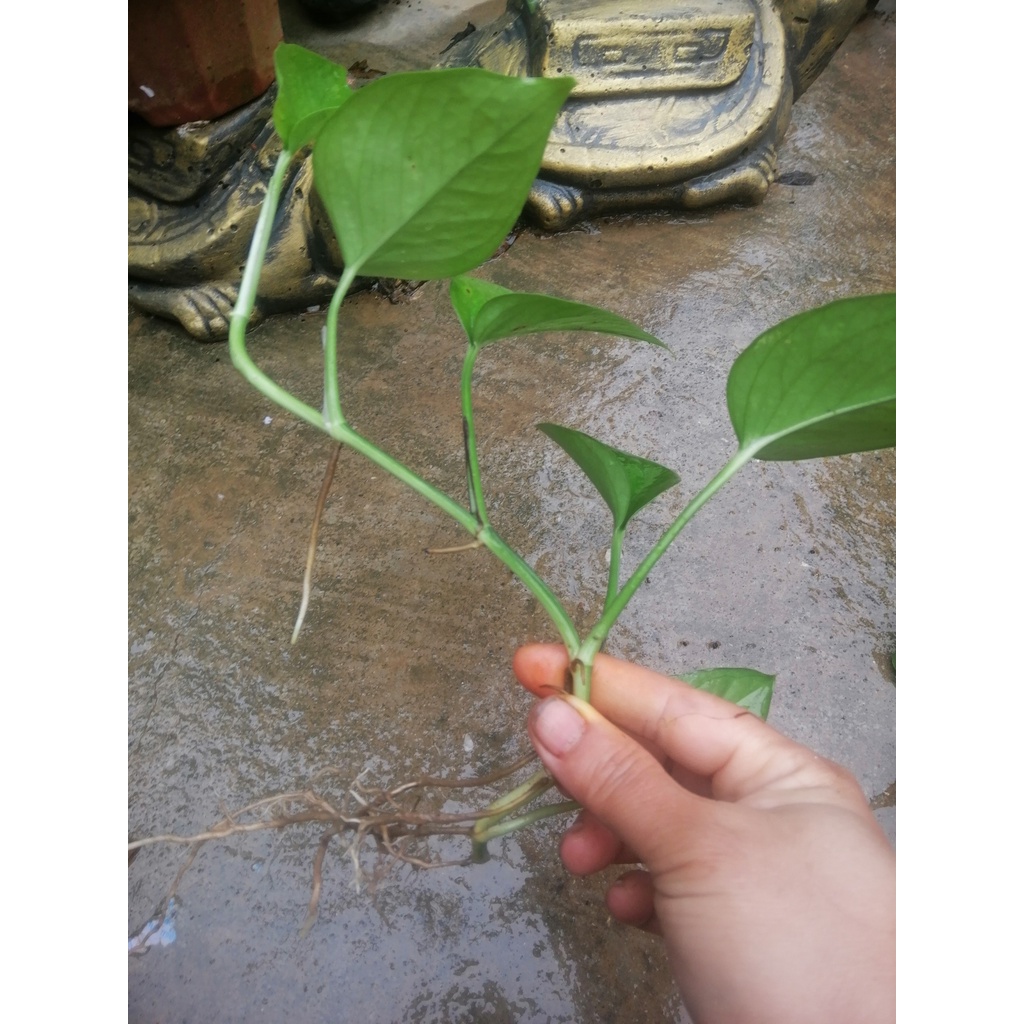 Cây Trầu Bà Leo