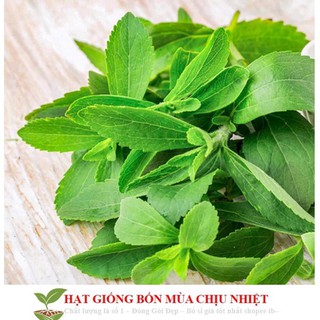 GÓI 50 Hạt Giống Cỏ Ngọt Stevia NẢY MẦM TỐT