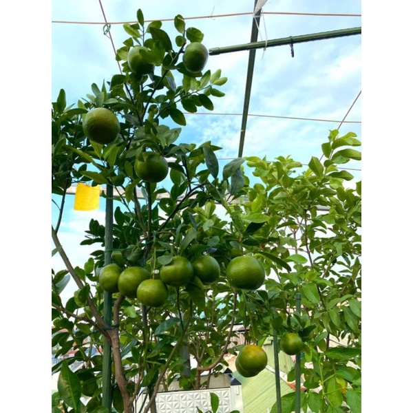 Giống Cam Ngọt Trồng Chậu