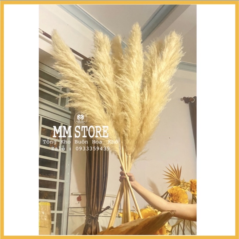 Hoa cỏ lau khô trang trí hoa cỏ lau xù màu kem siêu vintage chup ảnh