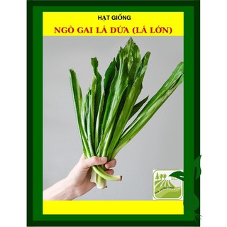 [GIỐNG RẤT THƠM]  20G - Hạt Giống Ngò Gai Lá Lớn (Rau Mùi Tàu)