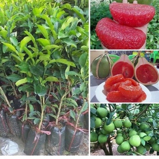Cây giống bưởi ruby ruột đỏ không hạt vị ngọt thanh cây giống khỏe mạnh không sâu bệnh