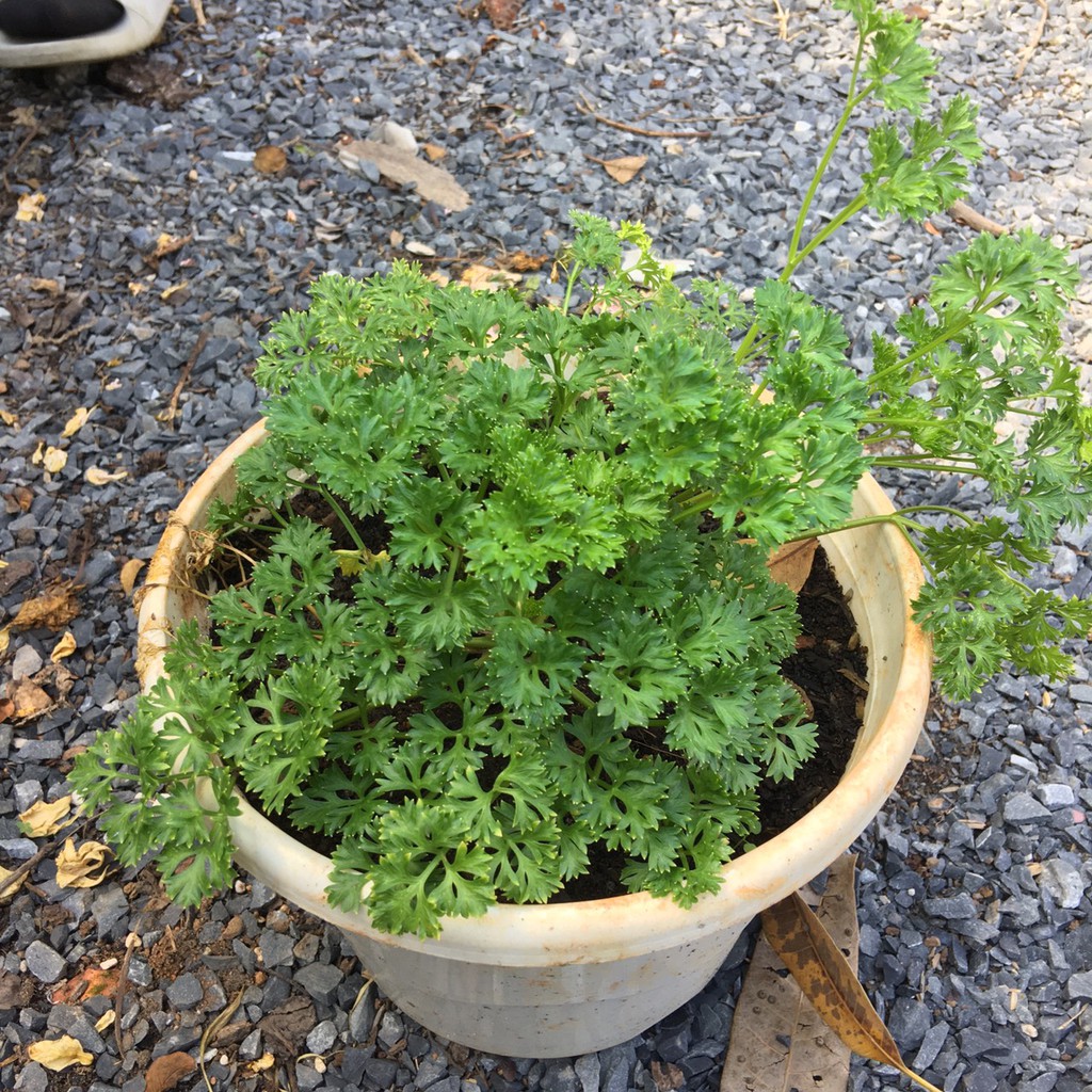 Chậu cây gia vị Ngò Tây Parsley