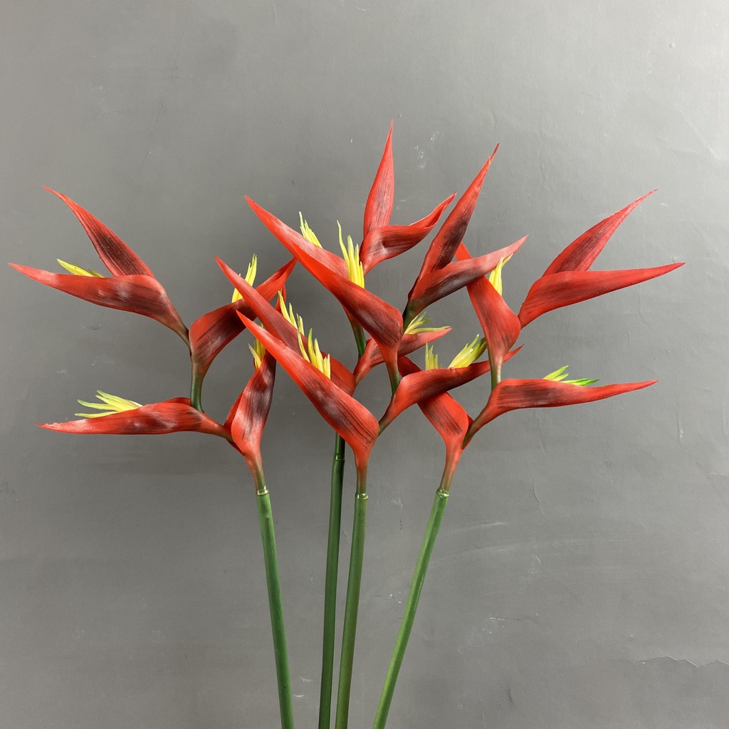 Hoa CHUỐI PHÁO đỏ  - HC0009