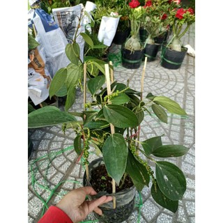 Cây 🌲 Tiêu xanh  Bình Thuận... đang trái