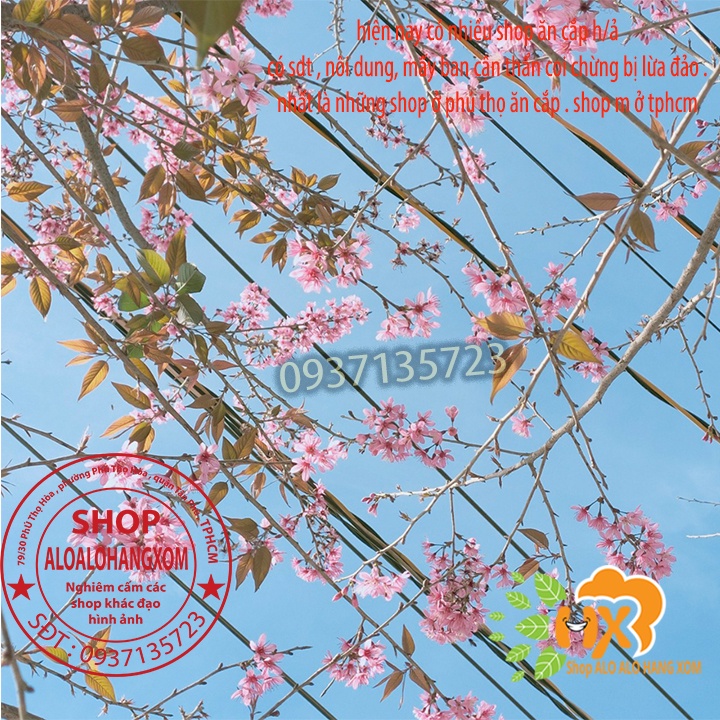 COMBO 5 CÂY CON MAI ANH ĐÀO
