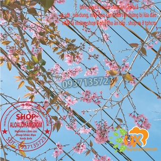combo 5 cây mai anh đào cây con [ cây giống ]