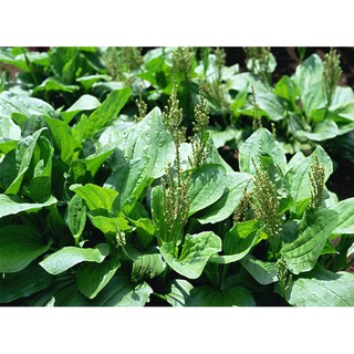 HẠT GIỐNG MÃ ĐỀ - 0,2Gram/ gói (hơn 100 hạt)