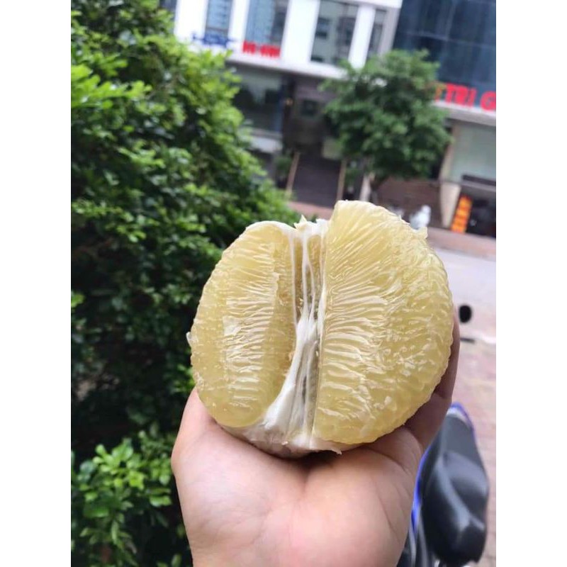 Bưởi năm roi Mỹ Hòa 5 quả đủ size