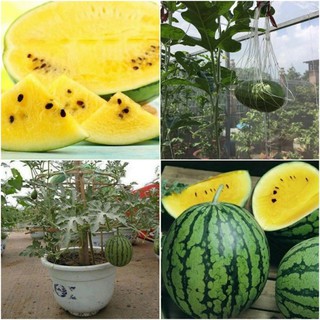 Hạt Giống Dưa Hấu Ruột Vàng - 10 hạt tặng kèm 3 viên nén ươm hạt - HGT
