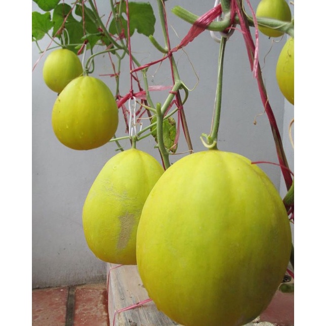 Hạt giống dưa vàng kim cô nương cao sản F1