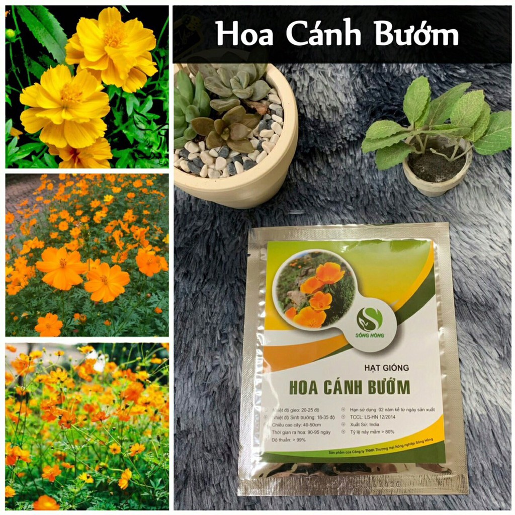 Hạt Giống Hoa Cánh Bướm (200 Hạt) Nhập Khẩu Ấn Độ, Nảy Mầm >80%