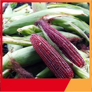 Hạt Giống Ngô Nếp Tím