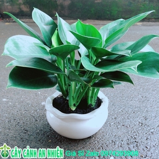 Chậu Trầu Bà Đế Vương Xanh Size Đại