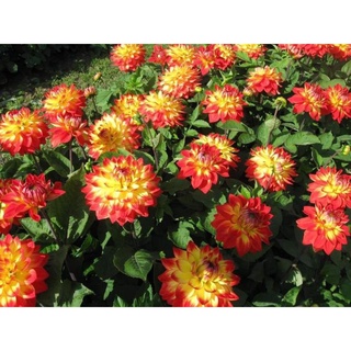 Củ hoa thược dược kép mix màu