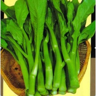 HẠT GIỐNG RAU CẢI NGỒNG