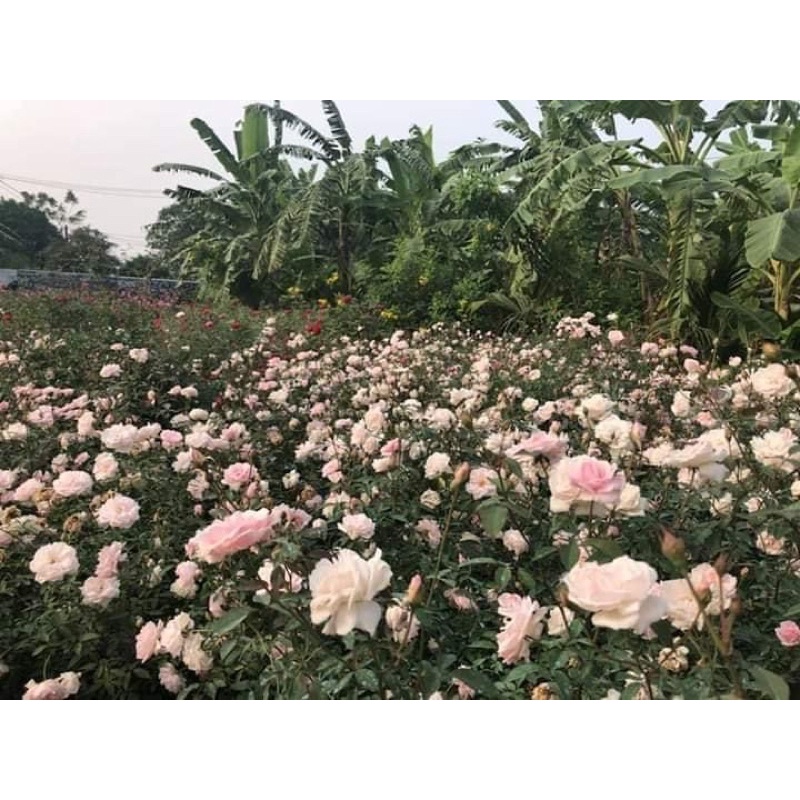 CÂY HỒNG ĐÀO CỔ CHIẾT CÀNH