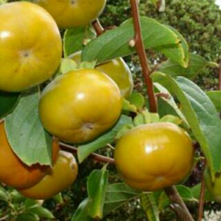 Cây giống hồng giòn không hạt(tặng kèm túi phân bón)