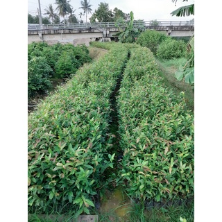 Combo 10 cây mai con ko quấn rễ ( rễ nôm)