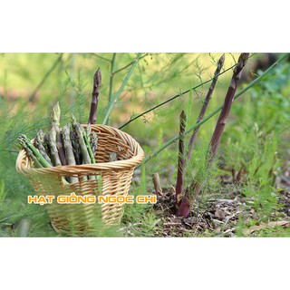 Hạt Giống Măng Tây Tím - 10 Hạt