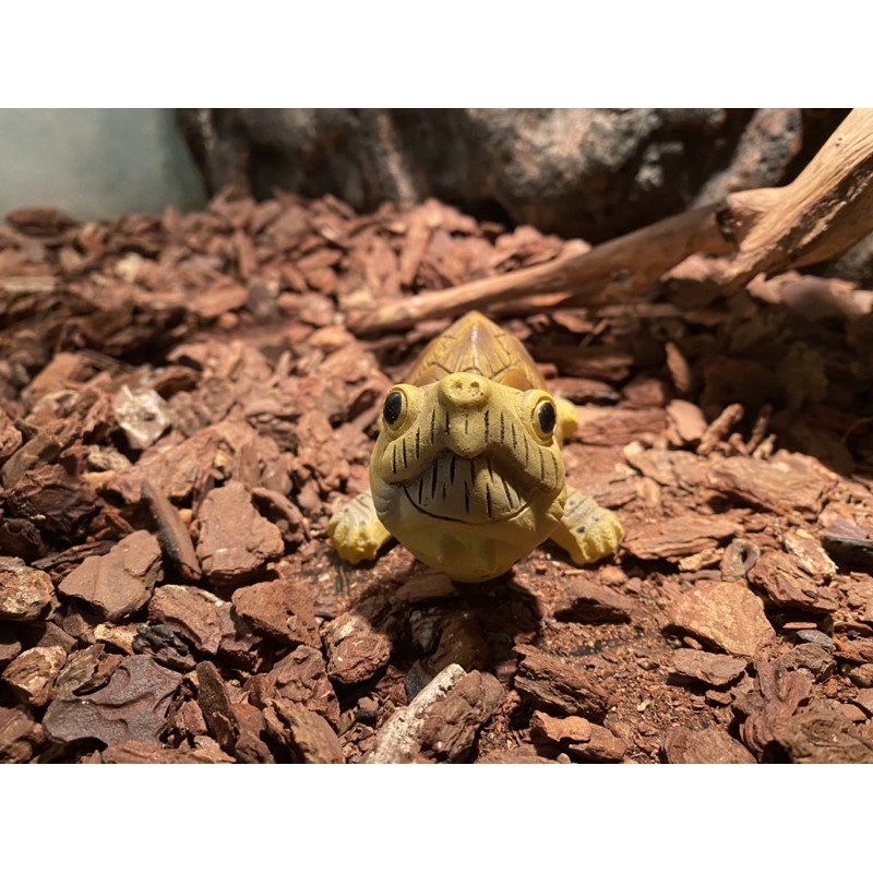 Rùa nhựa trang trí bể bò sát, thú cưng. Trang trí bài biện nhà cửa gia đình - Vietpetgarden