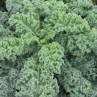 Hạt Giống CẢI XOĂN KALE