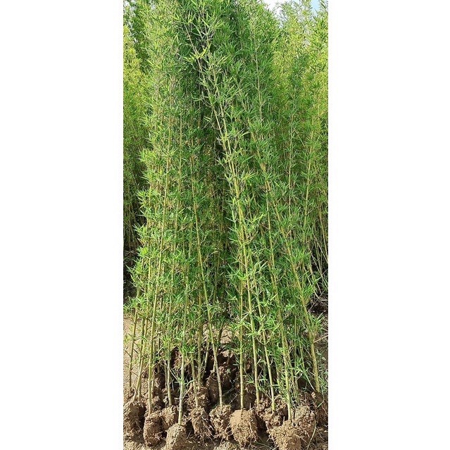 Cây trúc quân tử