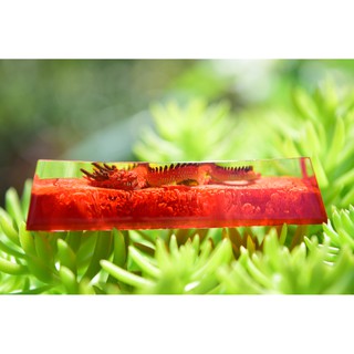 Nút bàn phím Shift/Enter rồng full đỏ resin