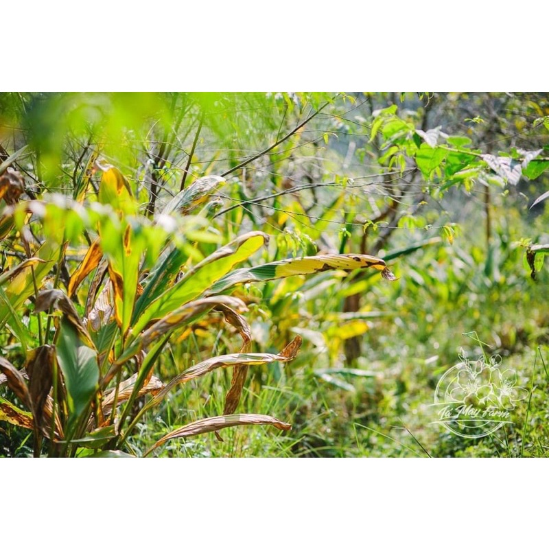 NGHỆ MẬT PHẤN HOA LÁ MÂY | BigBuy360 - bigbuy360.vn