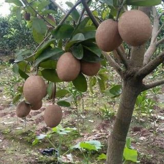 combo 4,cây,giống hồng xiêm xoài