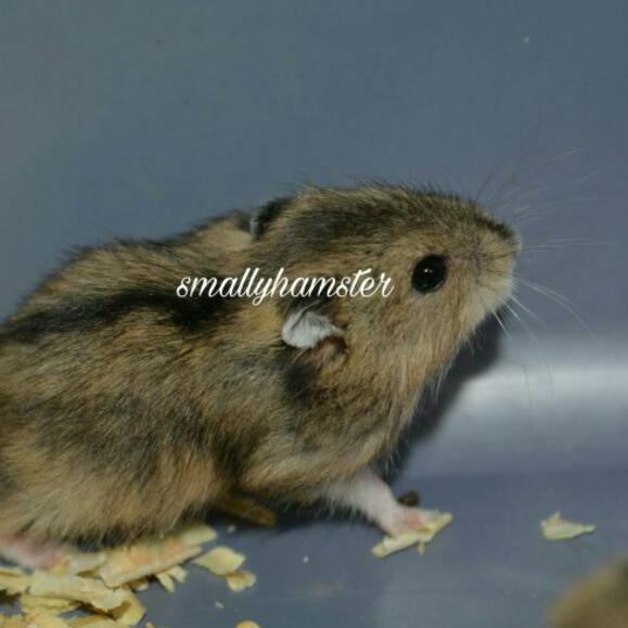 Mô Hình Chuột Hamster Trắng Xinh Xắn