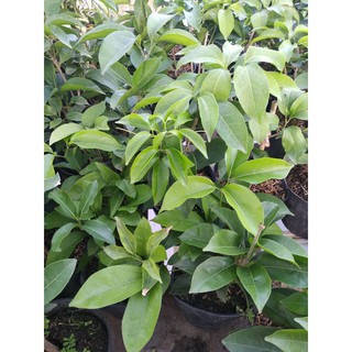 cây tỏi bong tím