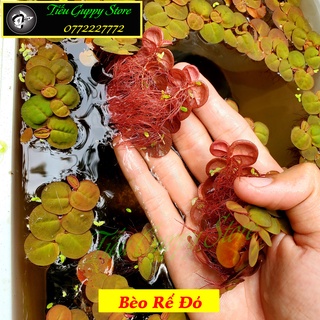 Bèo Rể Đỏ - Bèo Táo - Red Root Floater - Phụ Kiện Trang Trí Hố Cá Dễ Trồng Dễ Nuôi, Ko Cần CO2