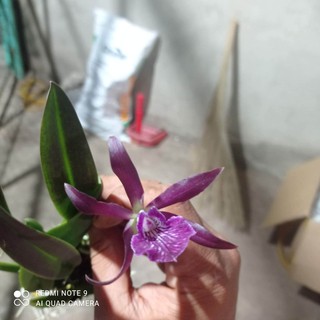 lan cattleya 2 lá tử hạc