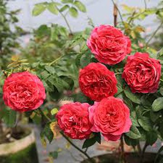hạt giống hoa Hồng Leo
