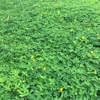 Cây Cỏ Lạc (Cỏ Tiên) (HÀNG NHƯ HÌNH)