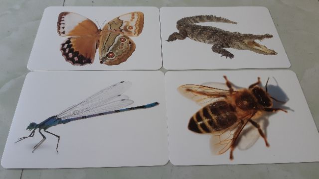 Sách - Thẻ Flashcard Theo Phương Pháp Glenn Doman - Thế Giới Quanh Em: Côn Trùng - Bò Sát - Lưỡng Cư